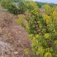 شلیل|خوردنی و آشامیدنی|قیدار, |دیوار