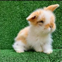 توله خرگوش لوپ عروسکی رنگبندی متنوع