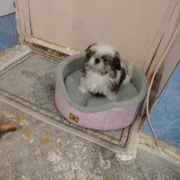 سگ پاکوتاه