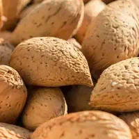 فروش بادام درختی