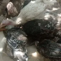 جوجه فروشی