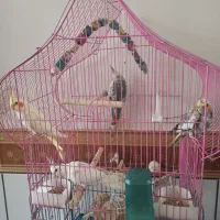 عروس هلندی