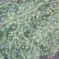 غوره انگورکشمشی
