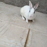 خرگوش سفید