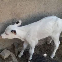 گاو|حیوانات مزرعه|کدکن, |دیوار