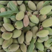 ریختن بادام و درخت گردو