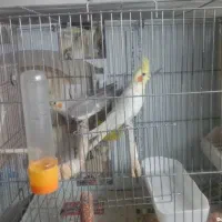 جفت عروس هلندی