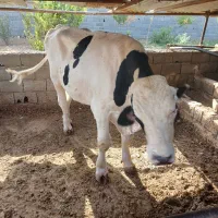 گوساله نر چاق