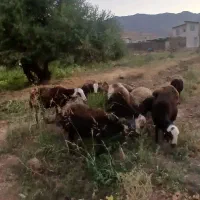 ۹ میش آبستن نصف شک نصف میش درجه یک
