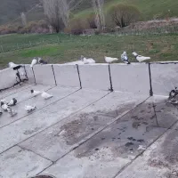 کبوترفروش فوری