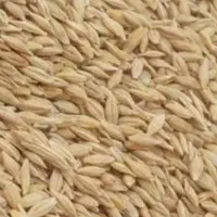 جو محلی