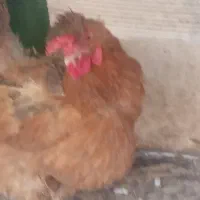 مرغ نژاد دار