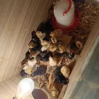 جوجه مرغ و خروس کردی اصل