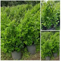یاس هلندی،پیتسپروم،شمشاد نعنایی