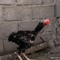 خروس لاری مفت مفت