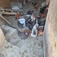مرغ و خروس