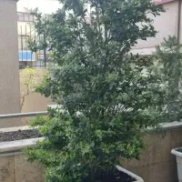 جفت یاس هلندی ارتفاع ۲۴۰cm با گلدان