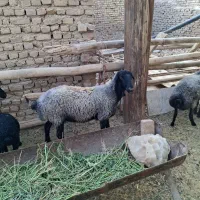 دامدار