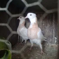 کبوتر طوقی