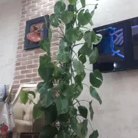 برگ انجیری، یوکا، کاکتوس
