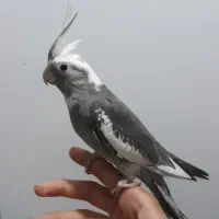عروس هلندی سخنگو