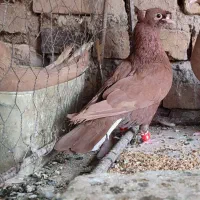 کفتر ماده گلی دمسفید کلایی گوهک جوجه داده