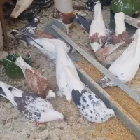 کبوتر اصفهانی کاشانی