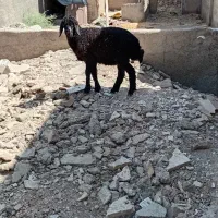 یک عددبره ماده کاملا سالم حدودبیست کیلو
