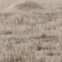 کاه گندم انباری