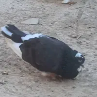 انواع کبوتر عالی