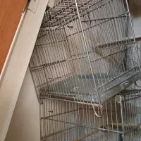 قفس سهره وقناری طوطی عروس
