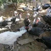 مرغ و خروس محلی و بوقلمون