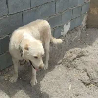 سگ گله