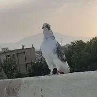 کفتر