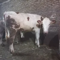 گوساله سیمیتال ماده