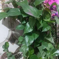 انواع گیاه