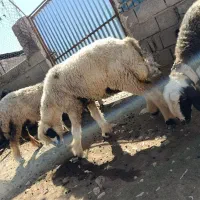 میش داشتی گله گیر
