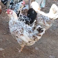 مرغ وخروس گلین