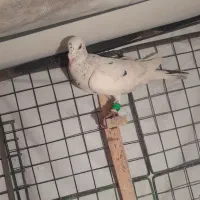 کفتر رنگی وشهرستانی و تهرانی ..فقط خریدار