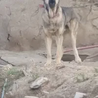 سگ سرابی|سگ|ایجرود, |دیوار