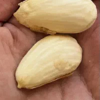 بادام|خوردنی و آشامیدنی|گلپایگان, |دیوار