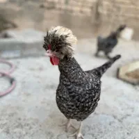 مرغ لهستانی