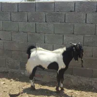 گوسفند نر