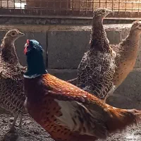 فروش مرغ زینتی آمریکایی جوجه وبالغ