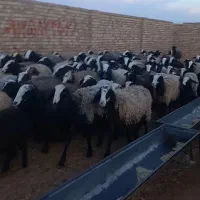 55راس میش جوان بردار
