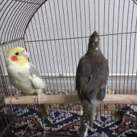 عروس هلندی جفت