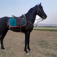 اسب نریون عرب خالص ایرانی جهت کشش