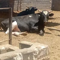گوساله سنگین