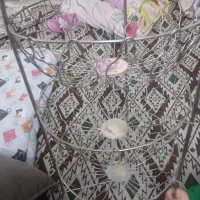 جای سیب زمینی و پیاز نو