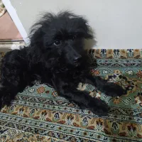 واگذاری سگ ماده